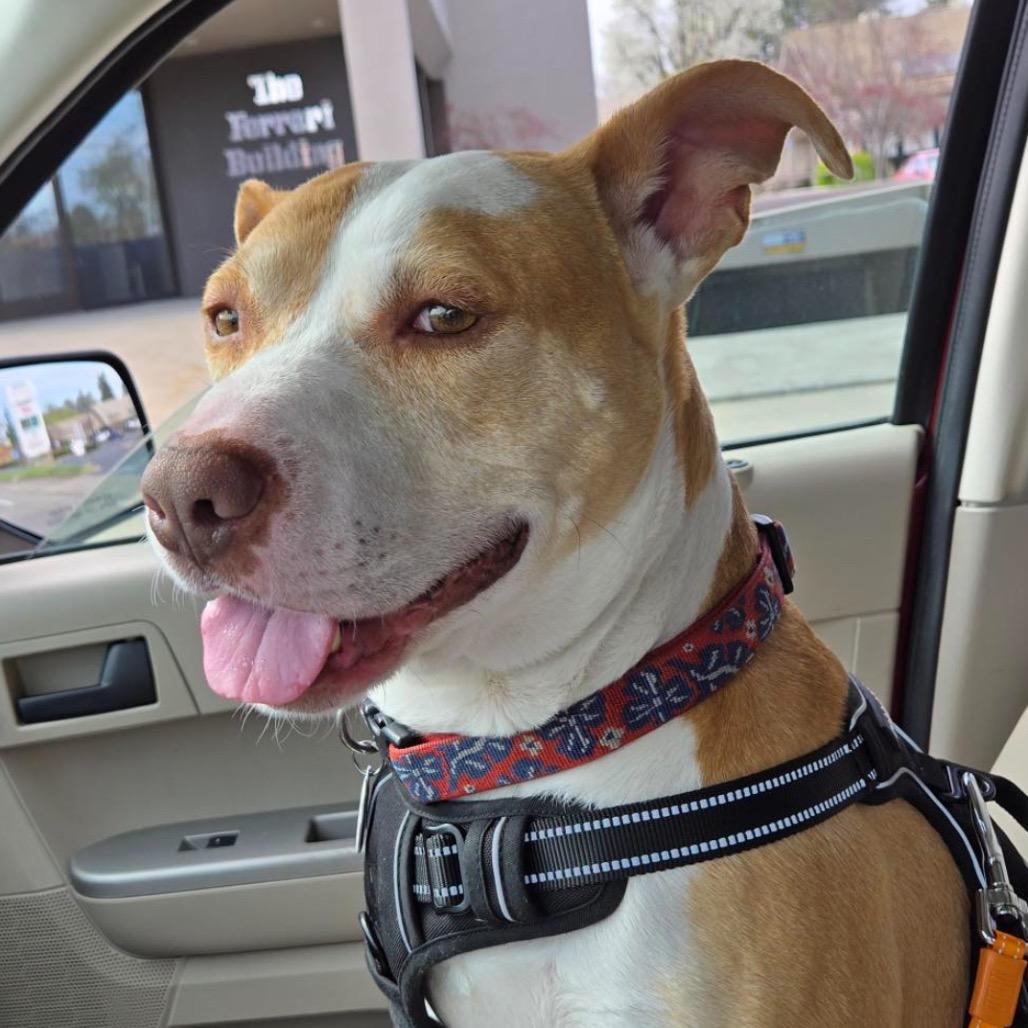 Ted, a Adoptable mixed breed in Grass Valley, CA image 3/3