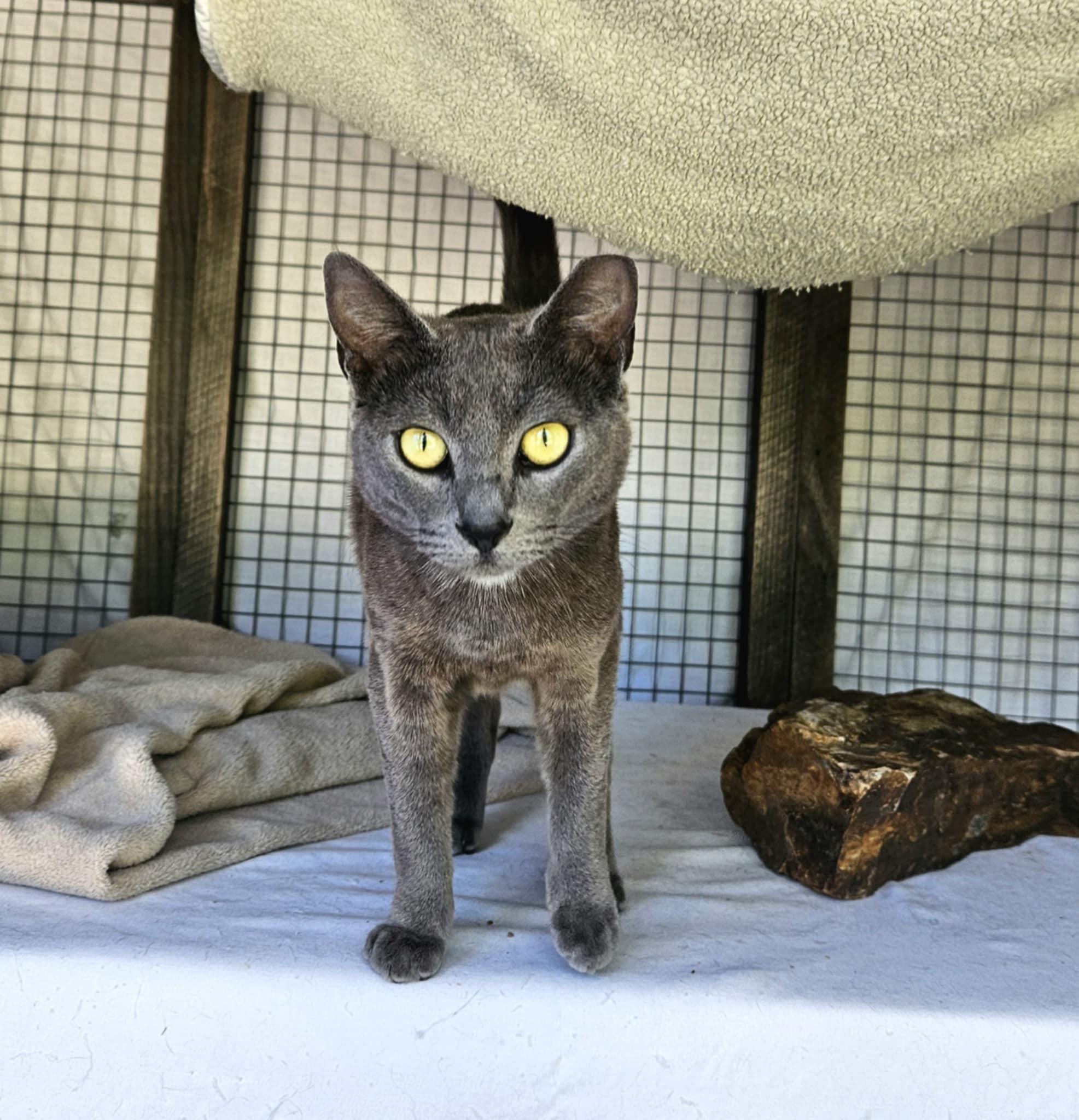 Galaxy, Adopted, Adult Female Domestic Short Hair.