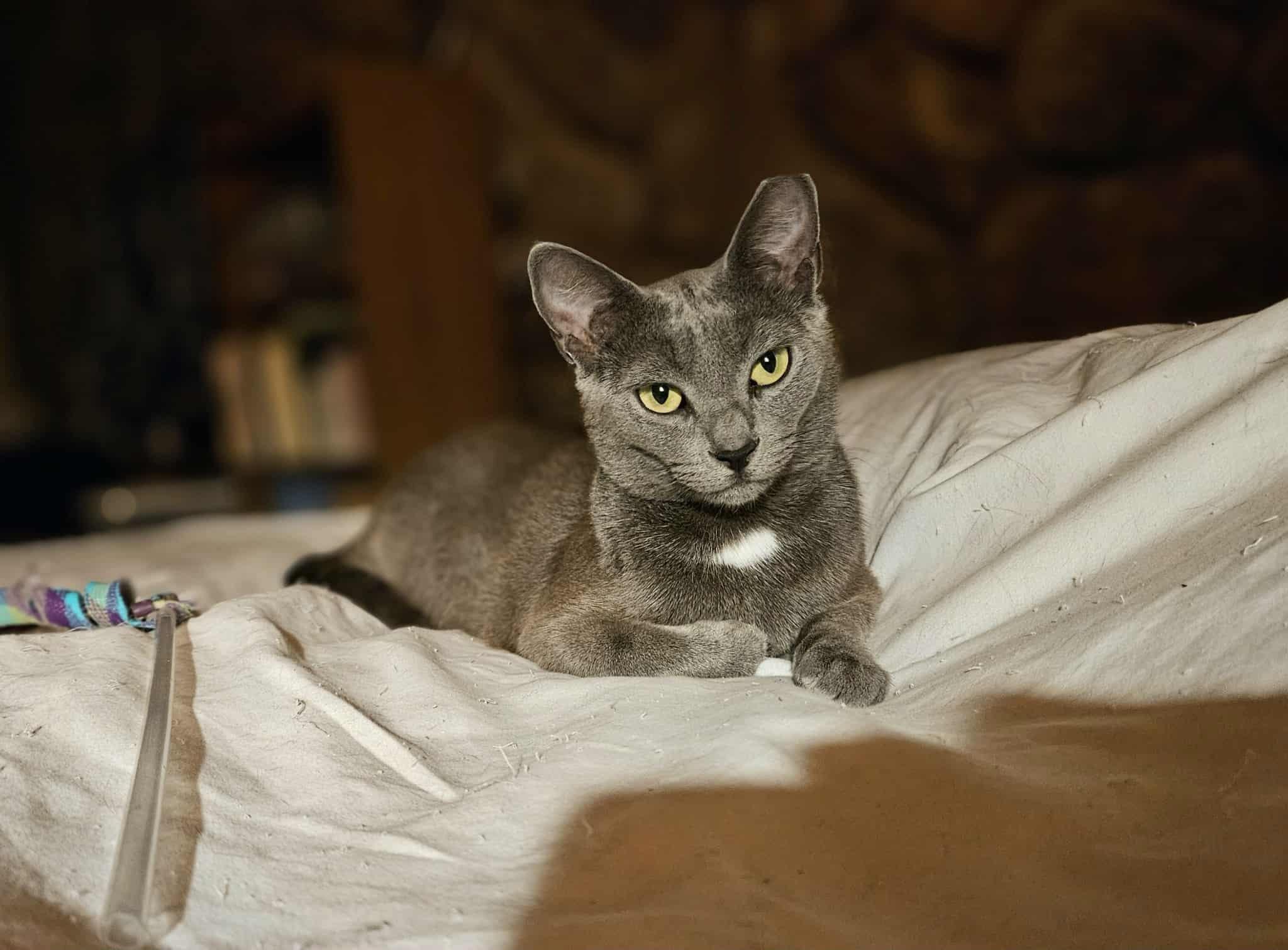 Enlarge Galaxy, a Adopted Domestic Short Hair in Elk Grove, CA image 3/4