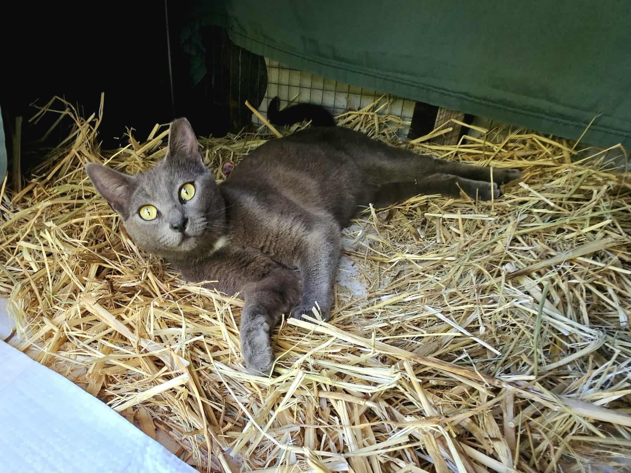 Enlarge Galaxy, a Adopted Domestic Short Hair in Elk Grove, CA image 4/4