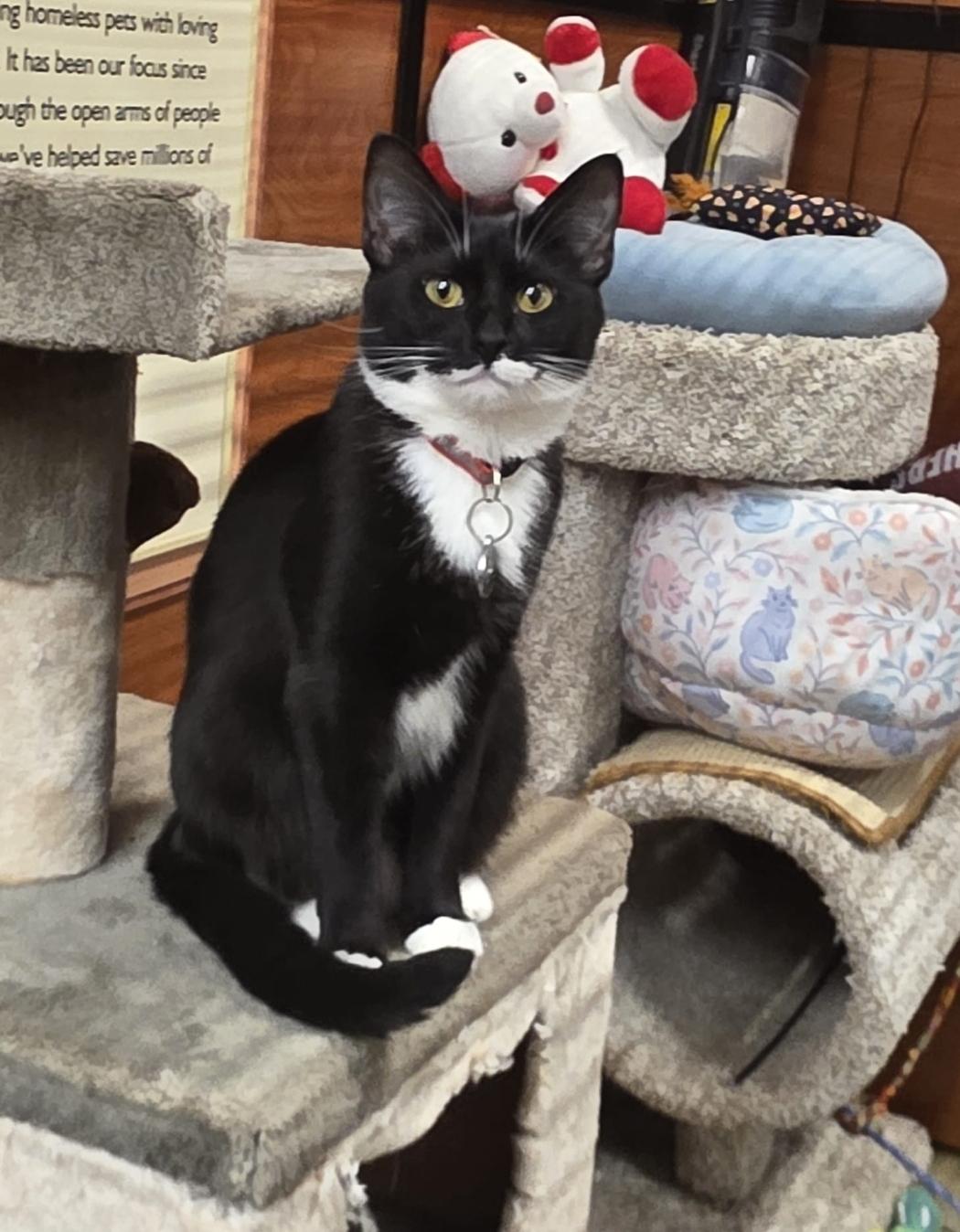 Virginia, adopted, Young Female Tuxedo.