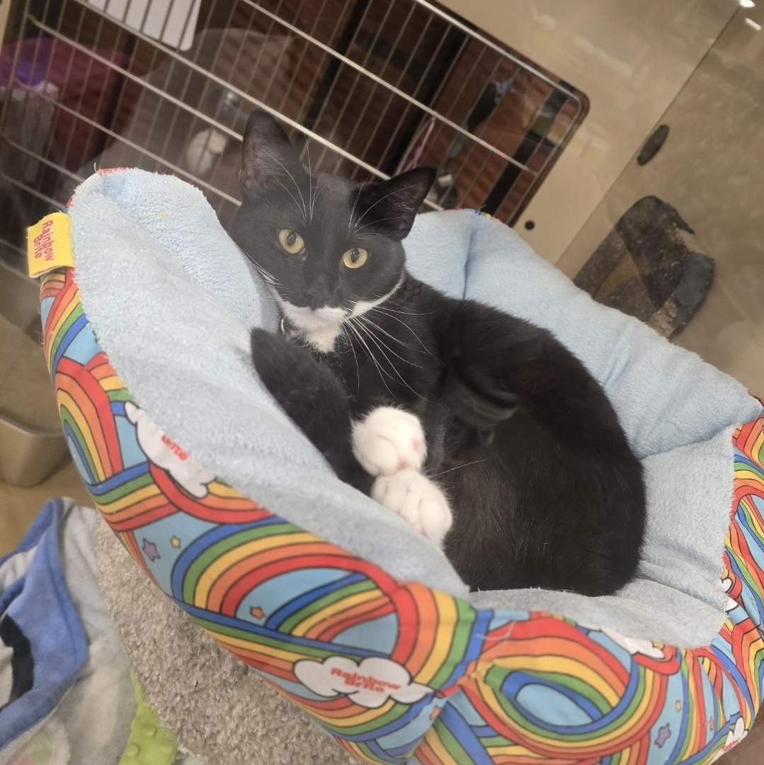 Enlarge Virginia, an adopted Tuxedo in North Bergen, NJ image 3/4