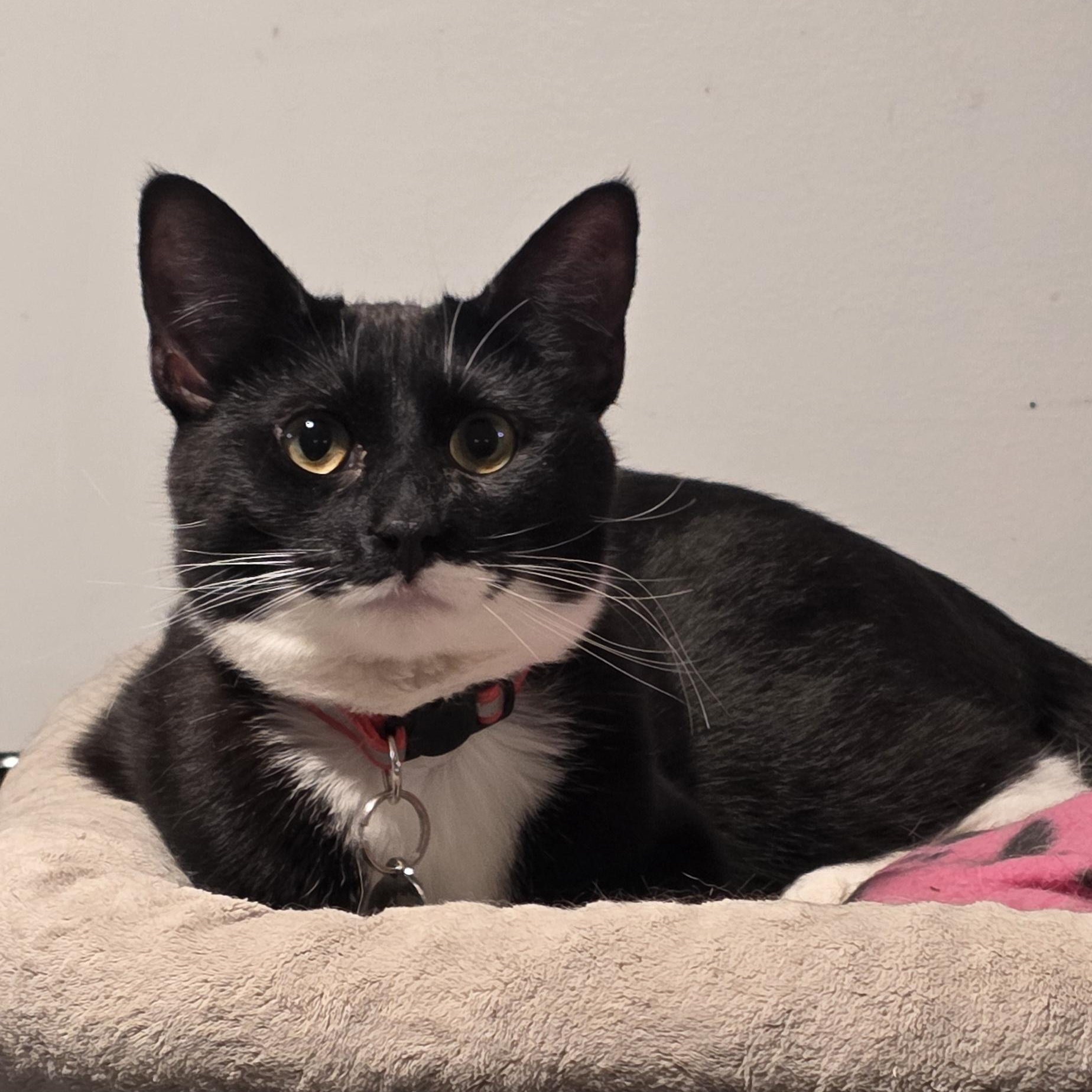 Enlarge Virginia, an adopted Tuxedo in North Bergen, NJ image 2/4