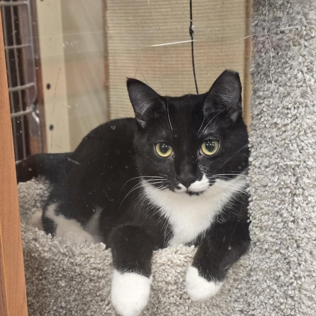 Enlarge Virginia, an adopted Tuxedo in North Bergen, NJ image 4/4