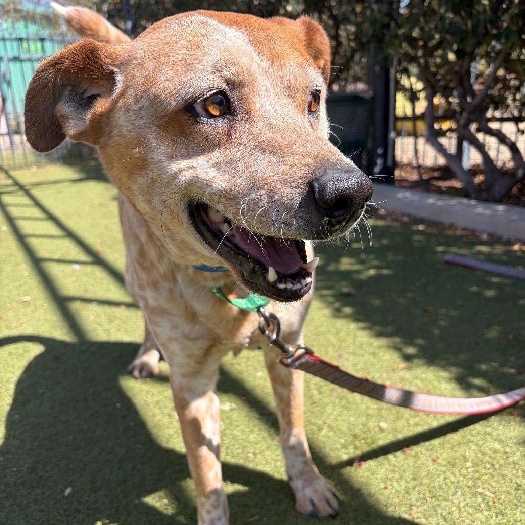 Enlarge Shiloh, a Adoptable mixed breed in Albuquerque, NM image 1/6