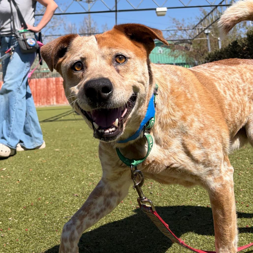 Enlarge Shiloh, a Adoptable mixed breed in Albuquerque, NM image 3/6