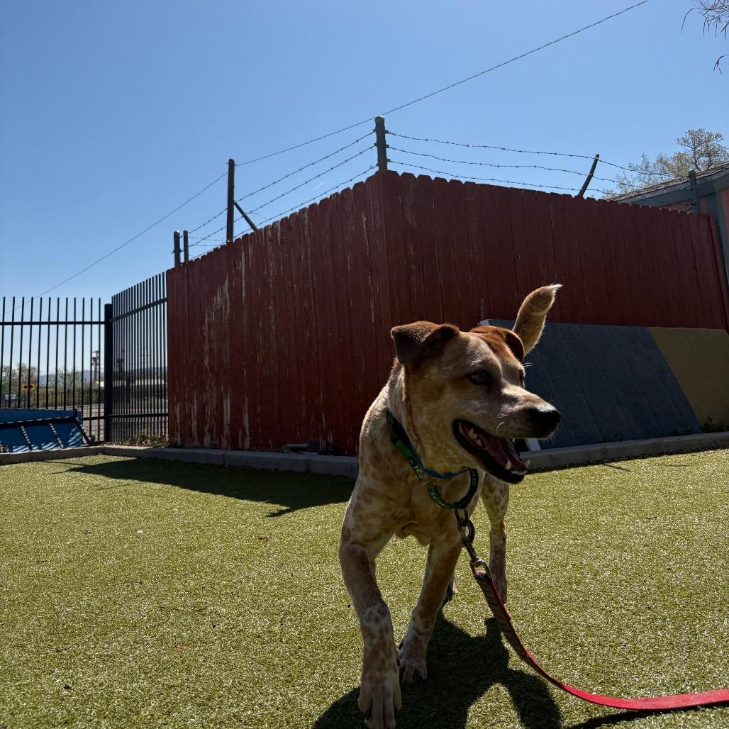 Enlarge Shiloh, a Adoptable mixed breed in Albuquerque, NM image 5/6