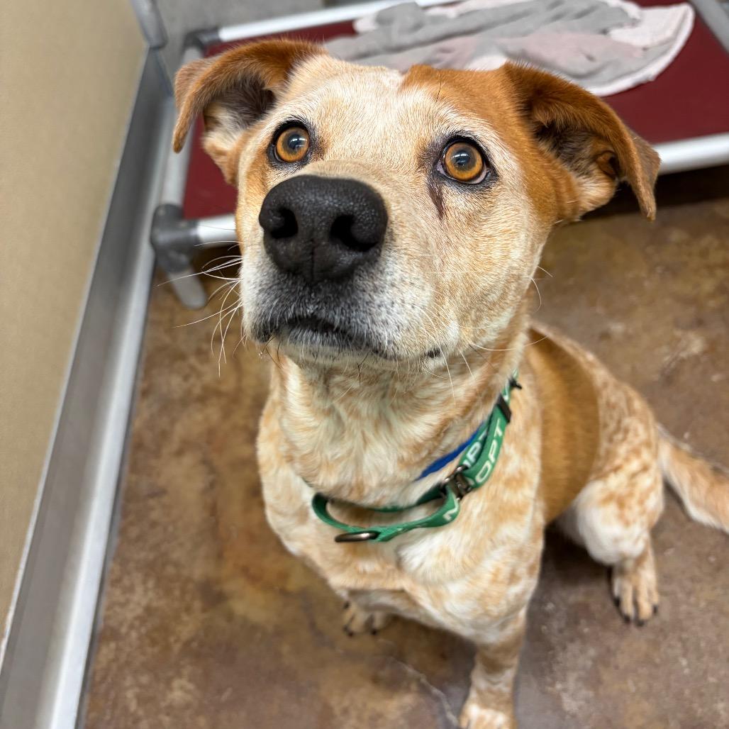 Enlarge Shiloh, a Adoptable mixed breed in Albuquerque, NM image 6/6