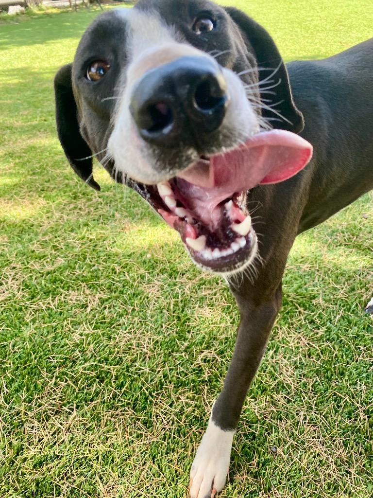 Enlarge Roswell, a Adoptable mixed breed in Chico, CA image 1/4