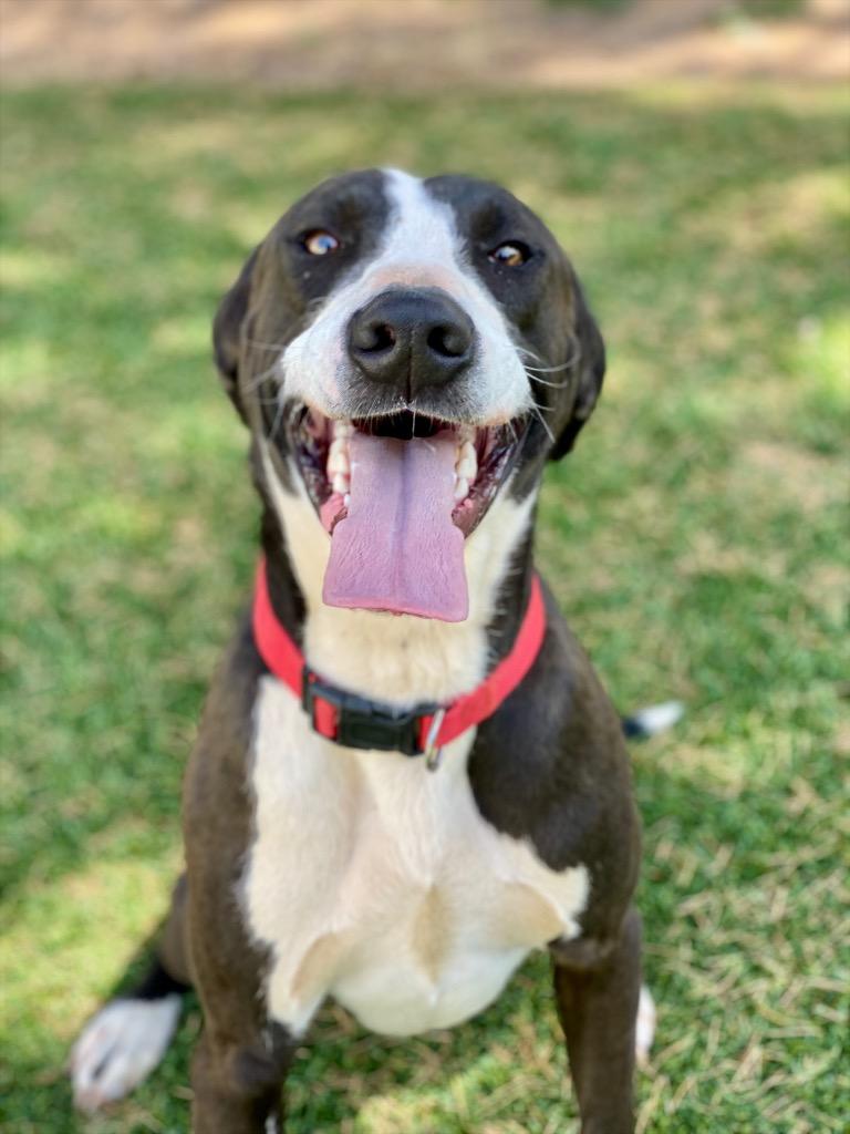 Enlarge Roswell, a Adoptable mixed breed in Chico, CA image 2/4