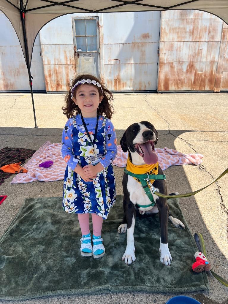 Enlarge Roswell, a Adoptable mixed breed in Chico, CA image 3/4