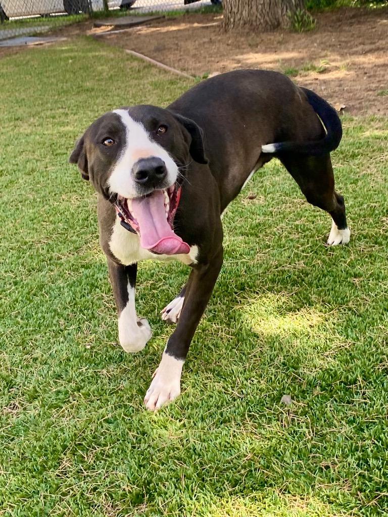 Enlarge Roswell, a Adoptable mixed breed in Chico, CA image 4/4
