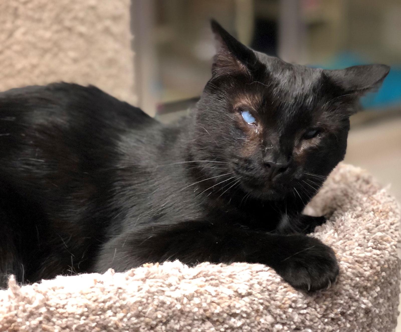 Dr. "Susie" Seuss, a Adoptable Domestic Short Hair in Texarkana, TX image 2/6