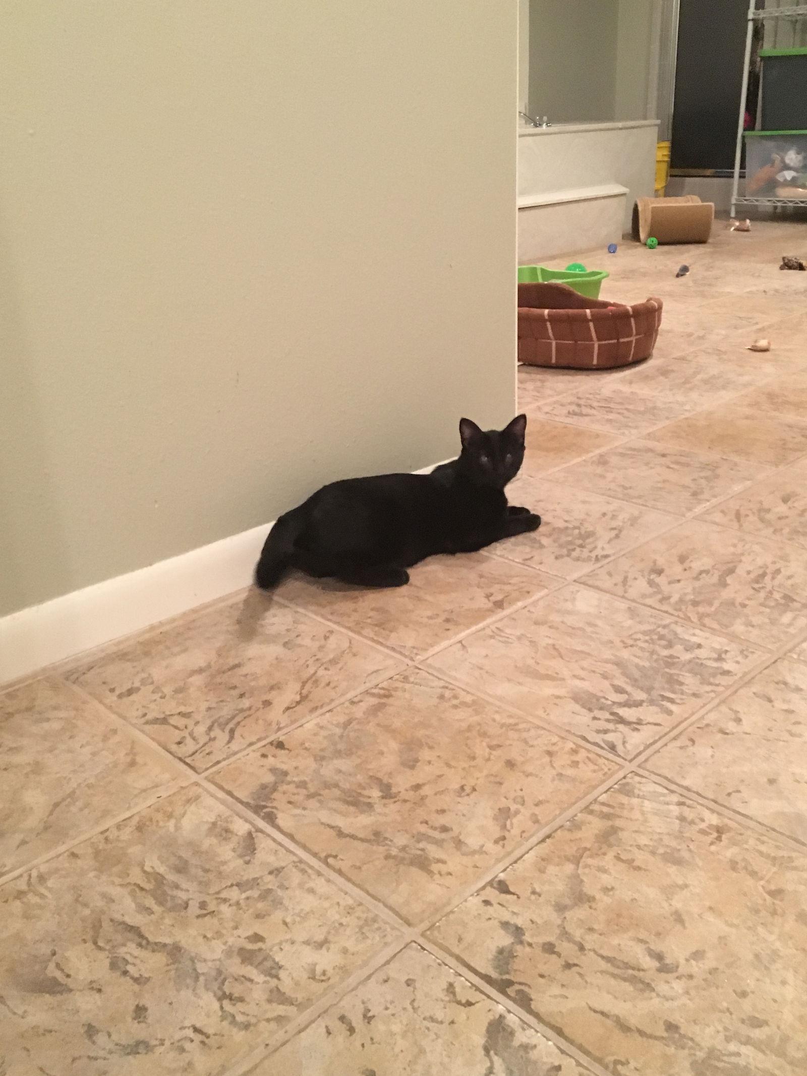 Dr. "Susie" Seuss, a Adoptable Domestic Short Hair in Texarkana, TX image 3/6