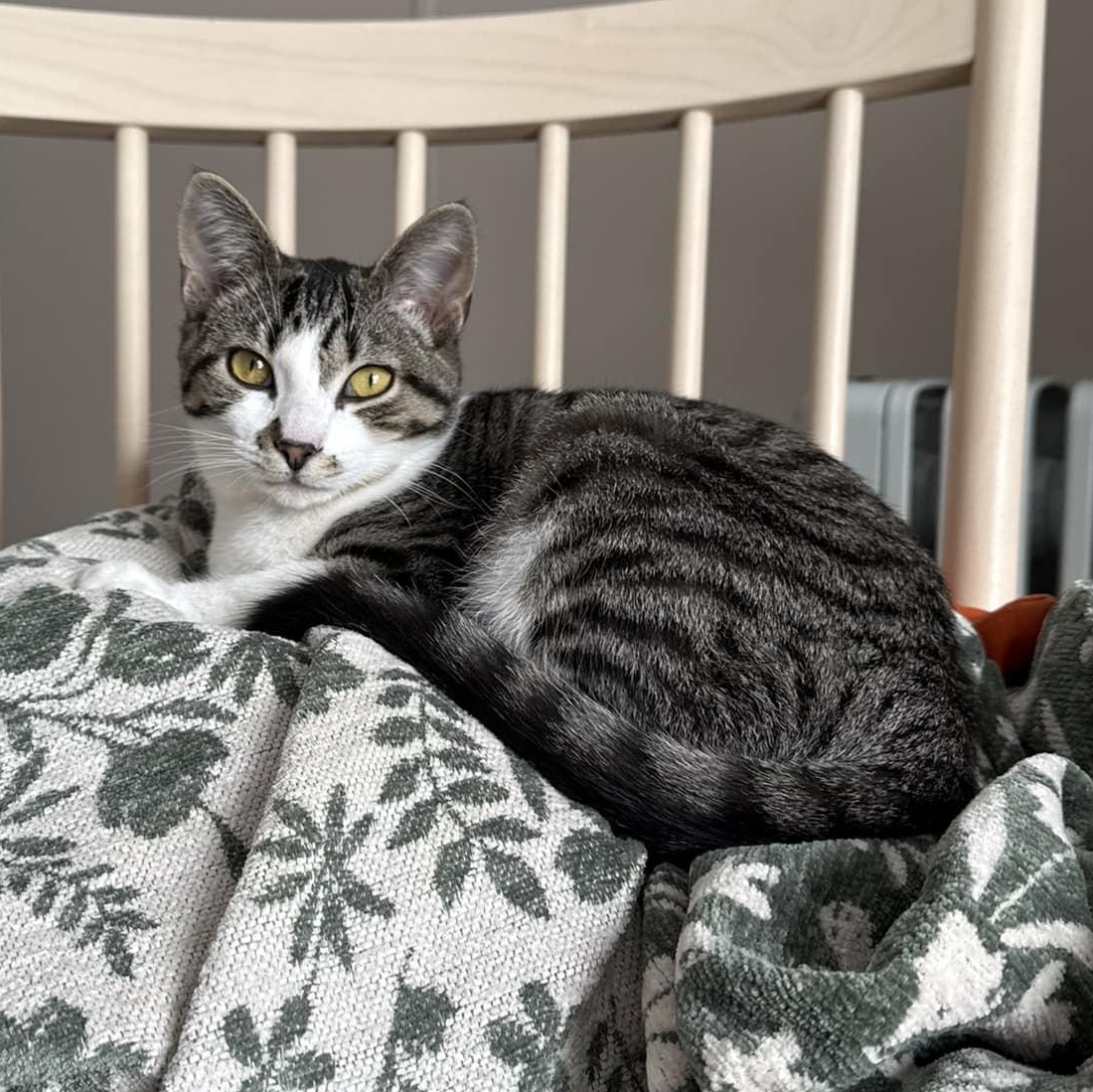 Enlarge Izzy, a Adopted Domestic Short Hair in LEETONIA, OH image 6/6