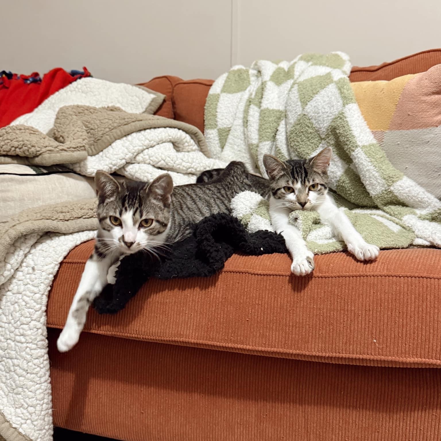 Enlarge Izzy, a Adopted Domestic Short Hair in LEETONIA, OH image 2/6