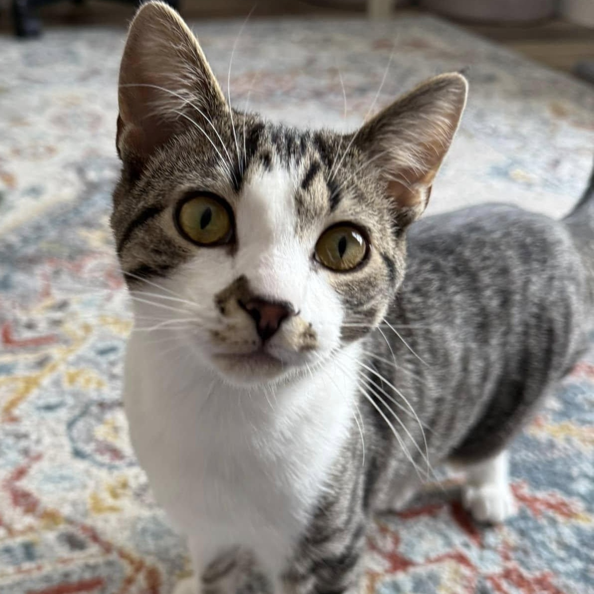 Izzy, Adopted, Kitten Female Domestic Short Hair.