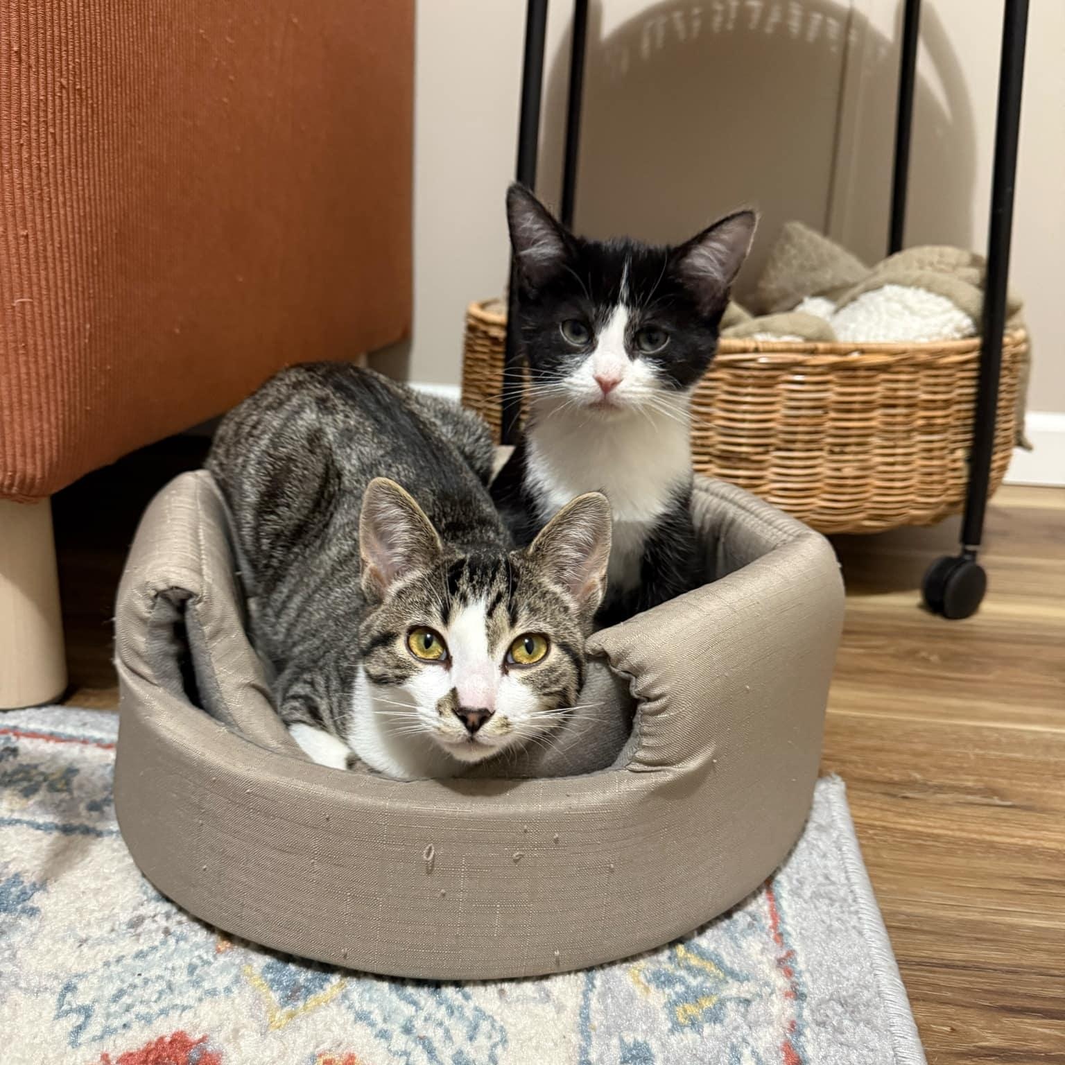 Enlarge Izzy, a Adopted Domestic Short Hair in LEETONIA, OH image 4/6