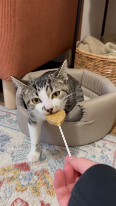 Enlarge Izzy, a Adopted Domestic Short Hair in LEETONIA, OH video 3/6