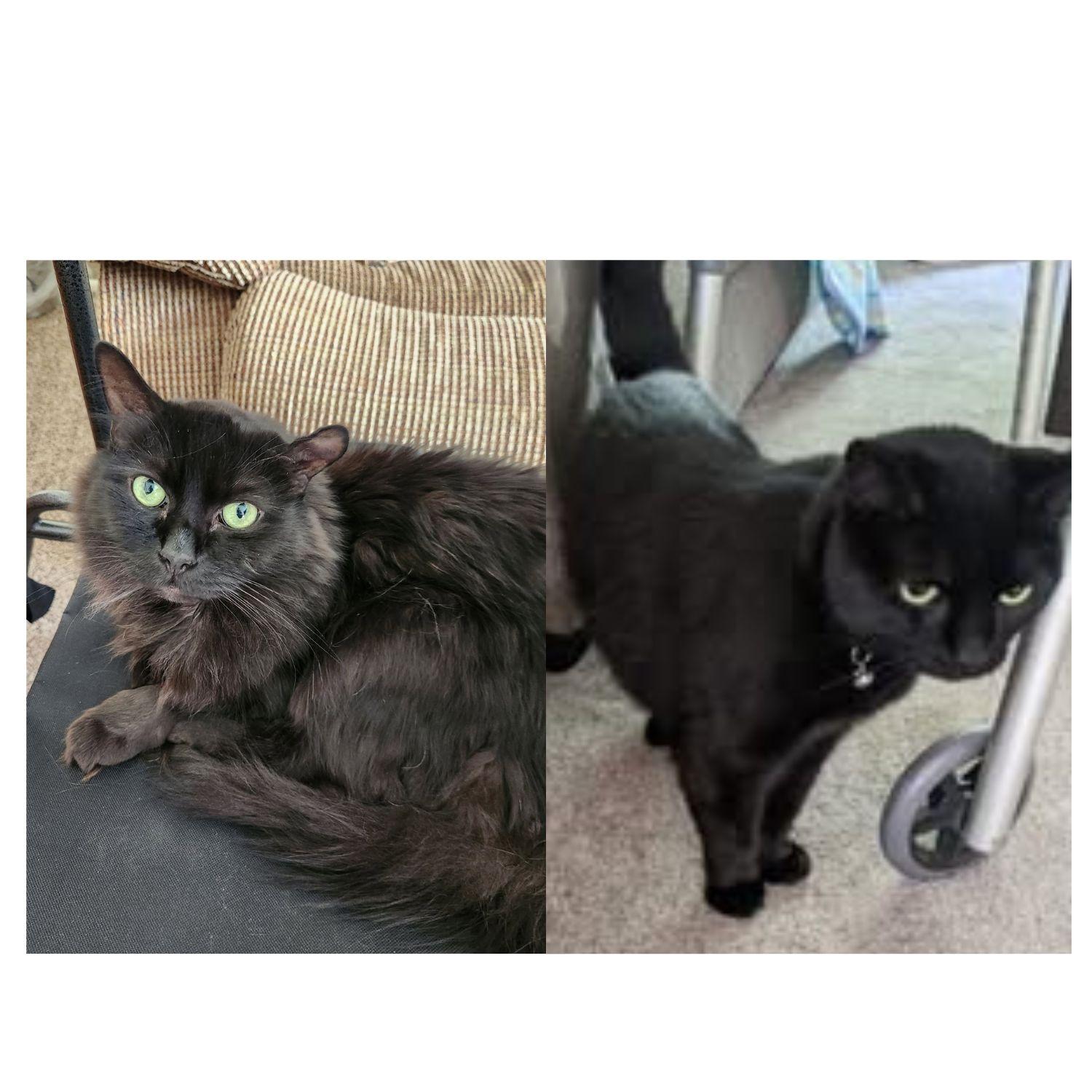 Jazzy & Sparkles BONDED SENIORS - COURTESY LISTING, adopted, Senior Female Domestic Medium Hair.