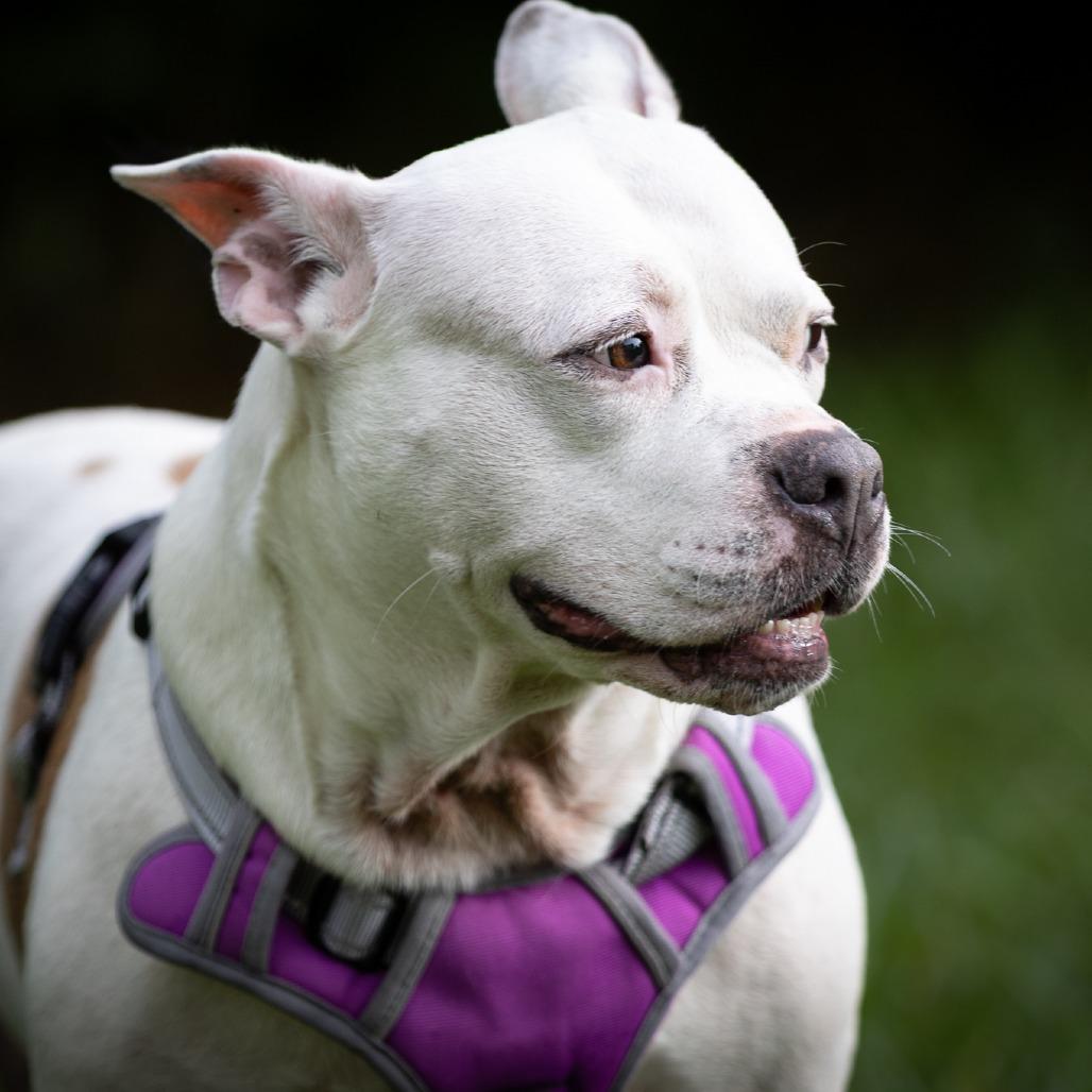 Sweety Pie, Adoptable, Senior Female English Bulldog & Mixed Breed.