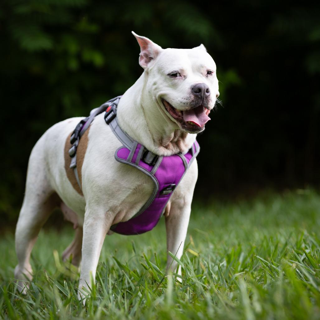 Enlarge Sweety Pie, a Adoptable mixed breed in Rossville, GA image 2/5