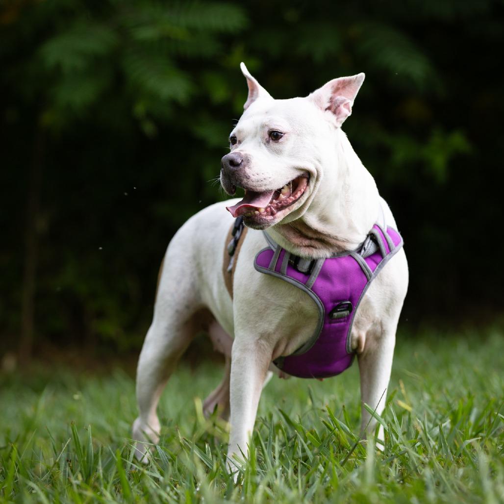 Enlarge Sweety Pie, a Adoptable mixed breed in Rossville, GA image 4/5