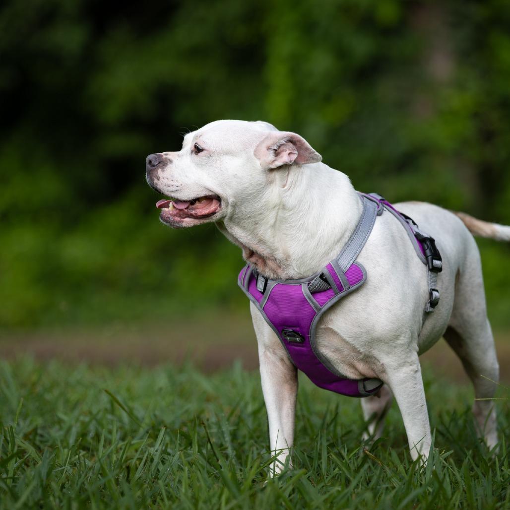Enlarge Sweety Pie, a Adoptable mixed breed in Rossville, GA image 5/5