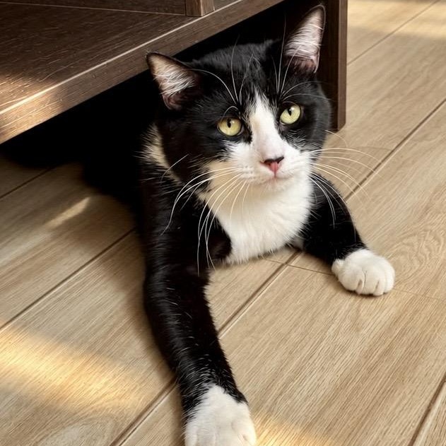 Enlarge Tux, a Adopted Tuxedo in Lynn, MA image 1/2