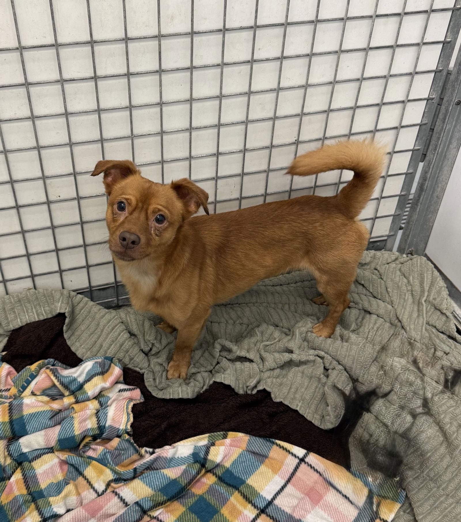 Bacon, Adoptable, Adult Male Terrier.