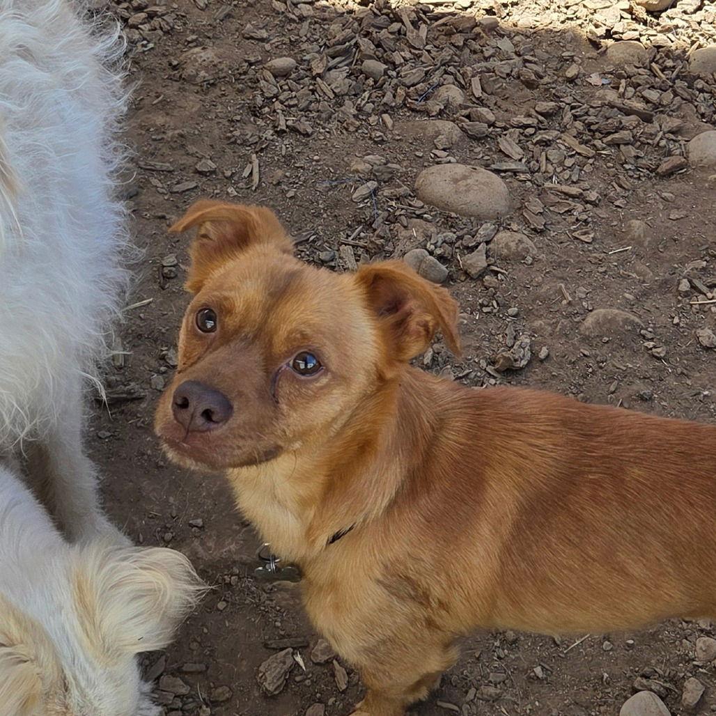 Enlarge Bacon, a Adoptable Terrier in Chico, CA image 2/3