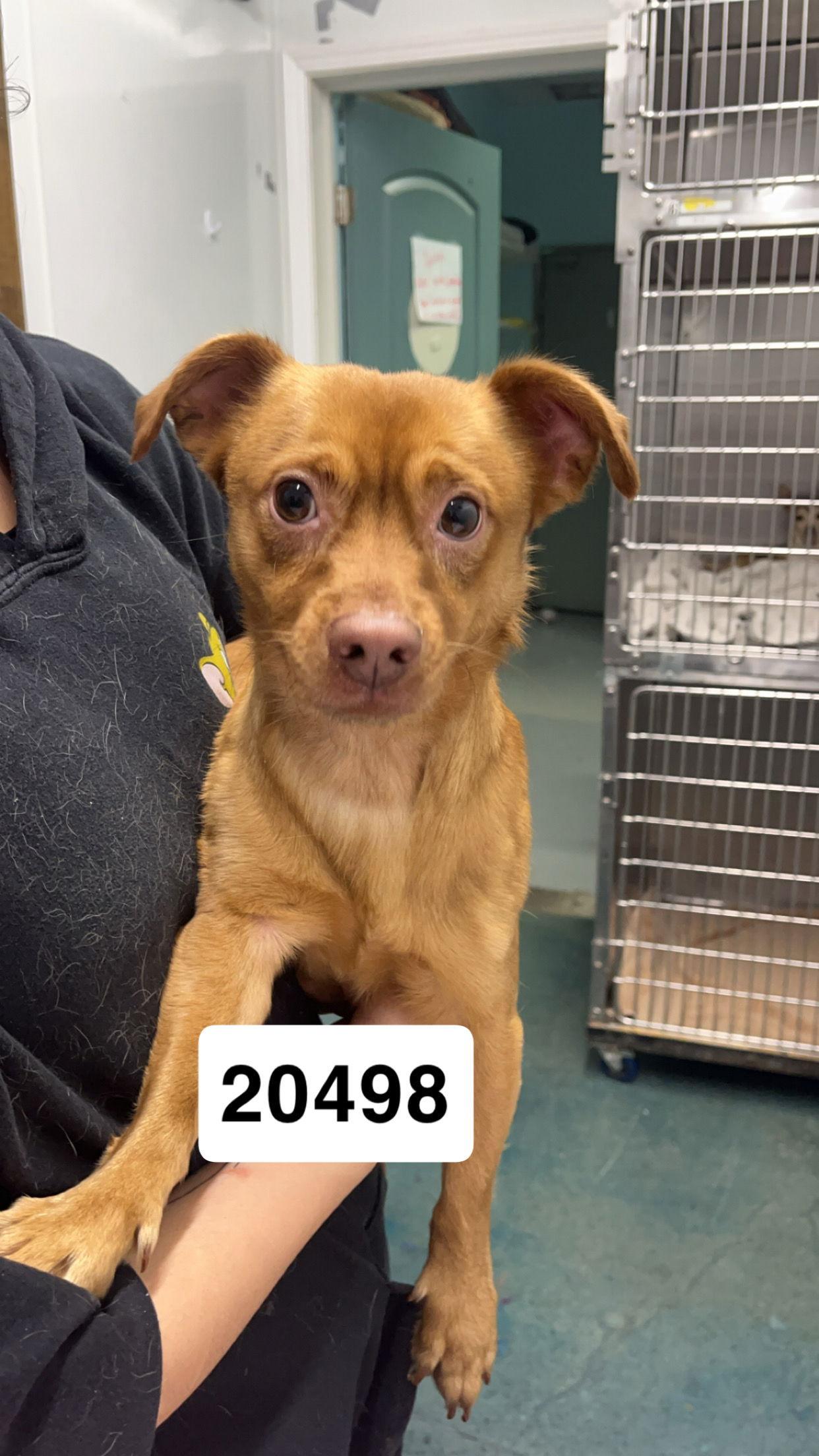 Enlarge Bacon, a Adoptable Terrier in Chico, CA image 3/3