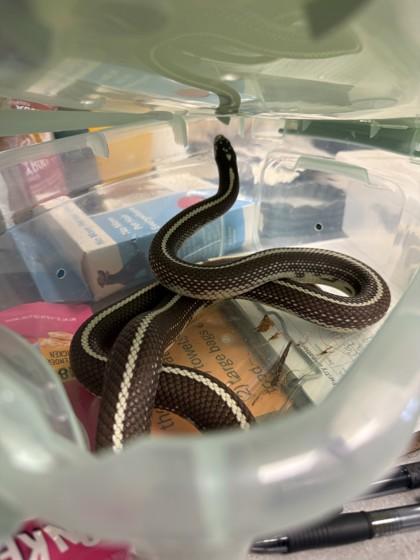 Enlarge Perseus, an adopted King / Milk in Hamilton, MT image 2/2