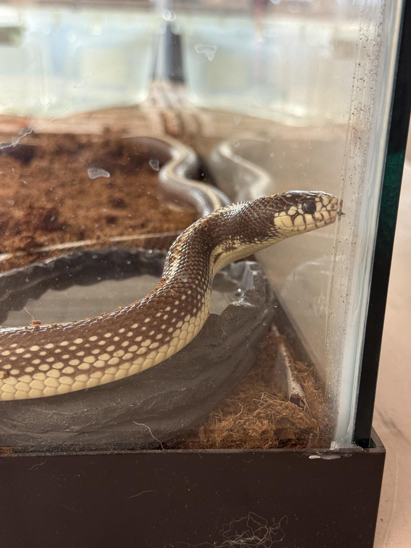 Enlarge Perseus, an adopted King / Milk in Hamilton, MT image 1/2