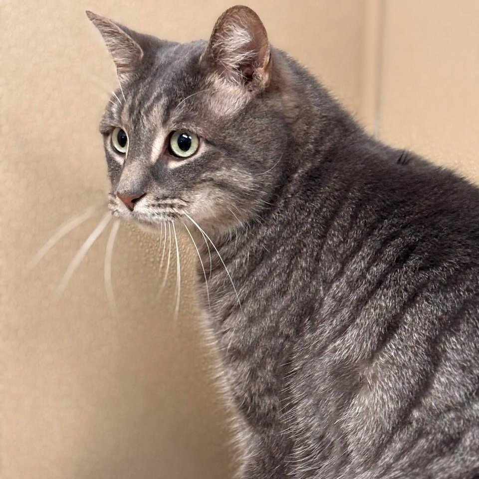 Leo, adopted, Adult Male Domestic Short Hair.