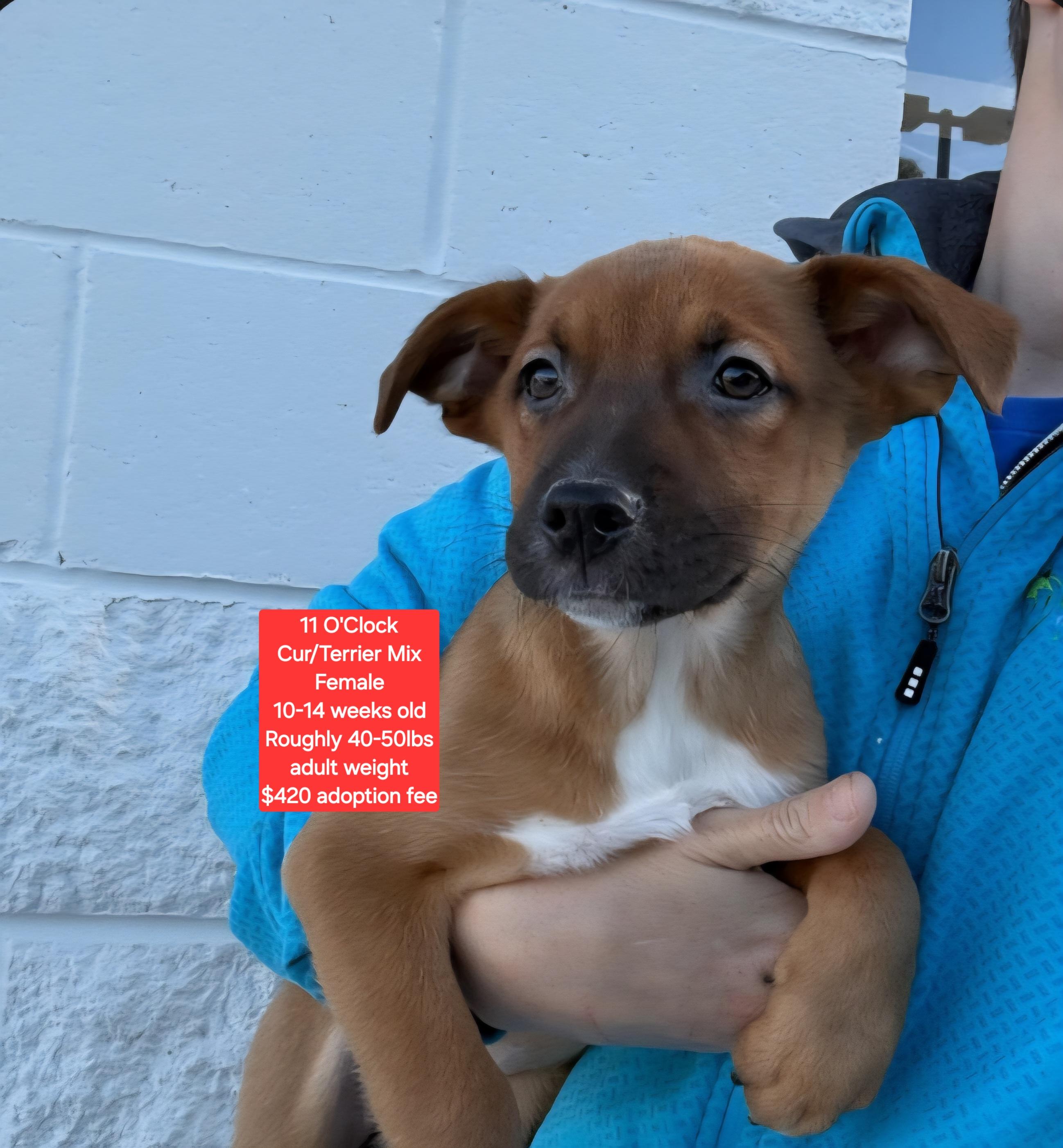 11 O'Clock, ADOPTABLE, Puppy Female Black Mouth Cur.