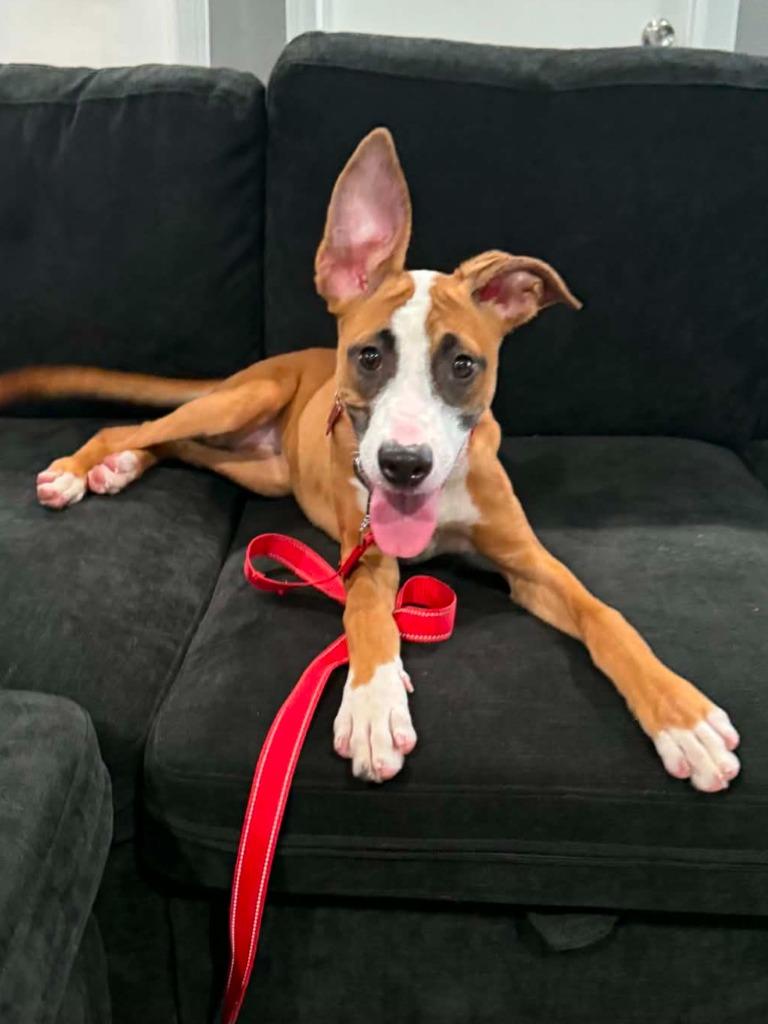 June Carter, Adoptable, Puppy Female Shepherd & Belgian Shepherd / Malinois.