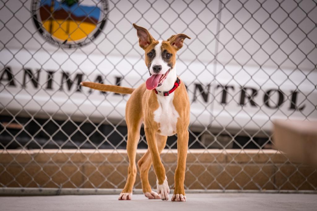 Enlarge June Carter, a Adoptable mixed breed in Twentynine Palms, CA image 2/6