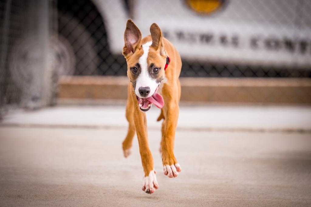 Enlarge June Carter, a Adoptable mixed breed in Twentynine Palms, CA image 3/6