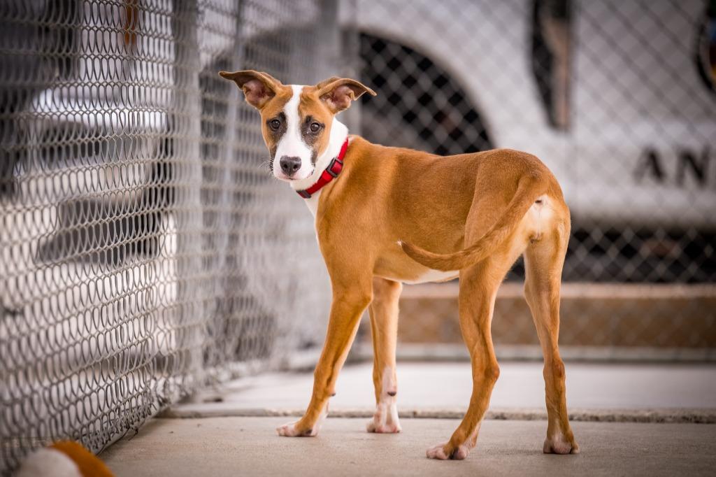 Enlarge June Carter, a Adoptable mixed breed in Twentynine Palms, CA image 4/6