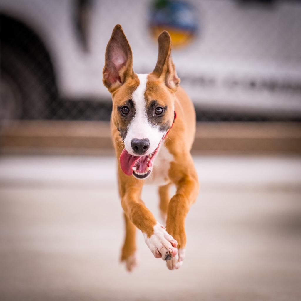 Enlarge June Carter, a Adoptable mixed breed in Twentynine Palms, CA image 5/6