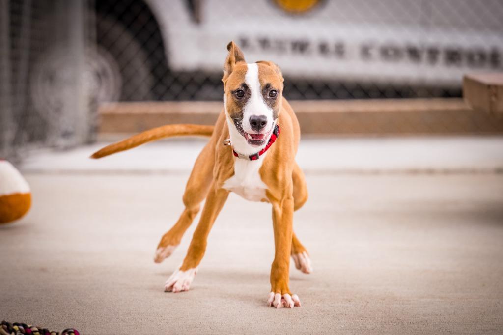 Enlarge June Carter, a Adoptable mixed breed in Twentynine Palms, CA image 6/6