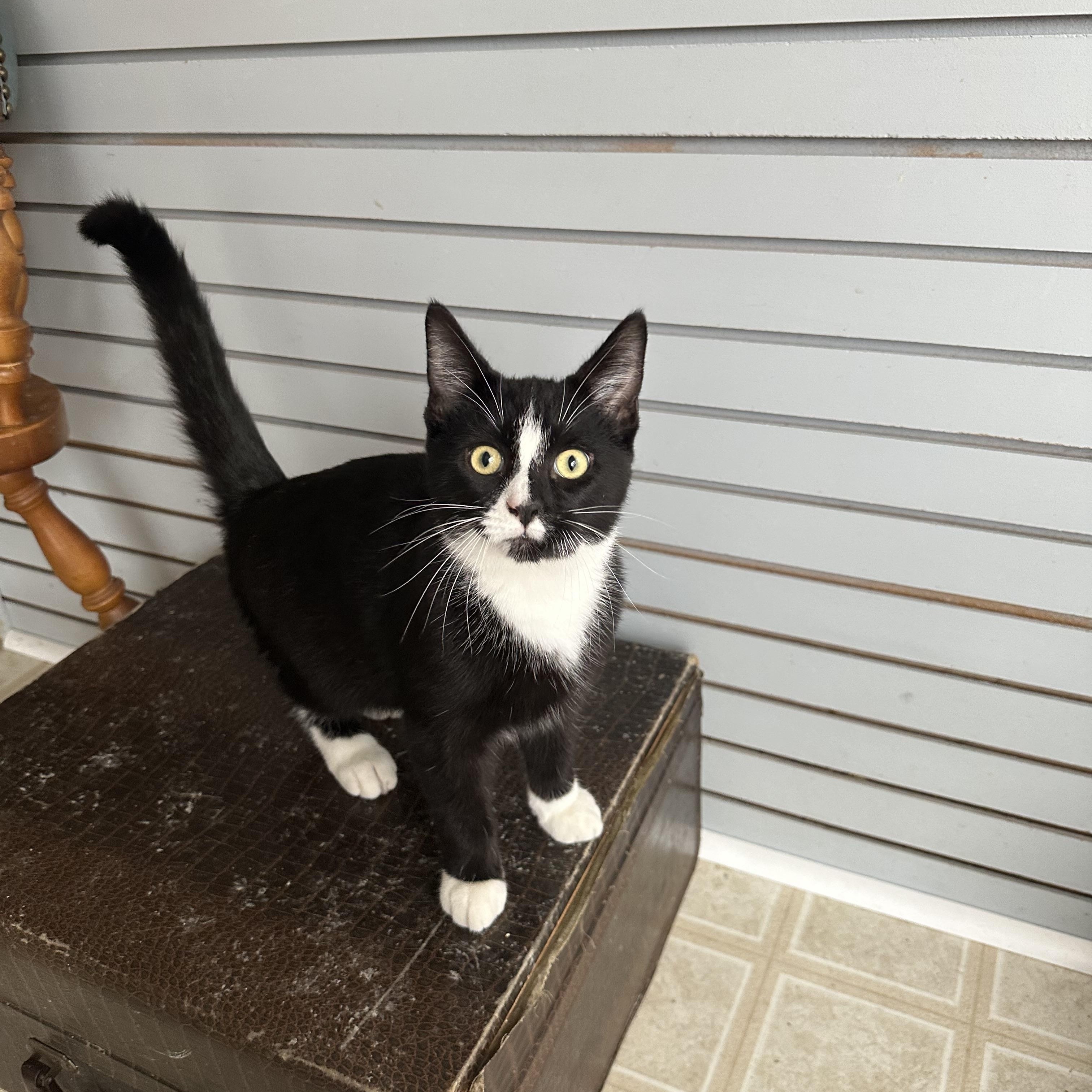 Basil