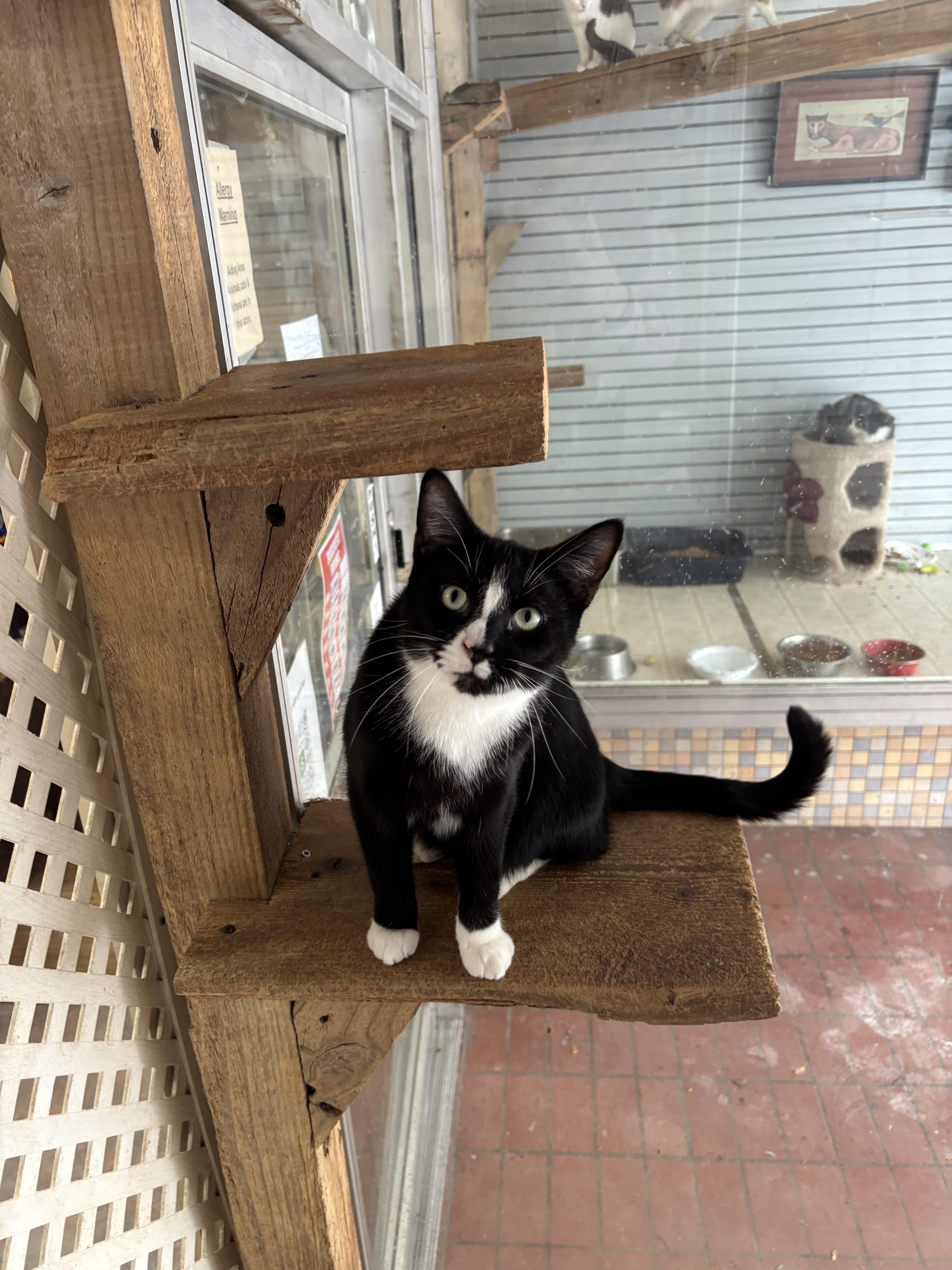 Enlarge Basil, a Adoptable Domestic Short Hair in Coldwater, MI image 1/5