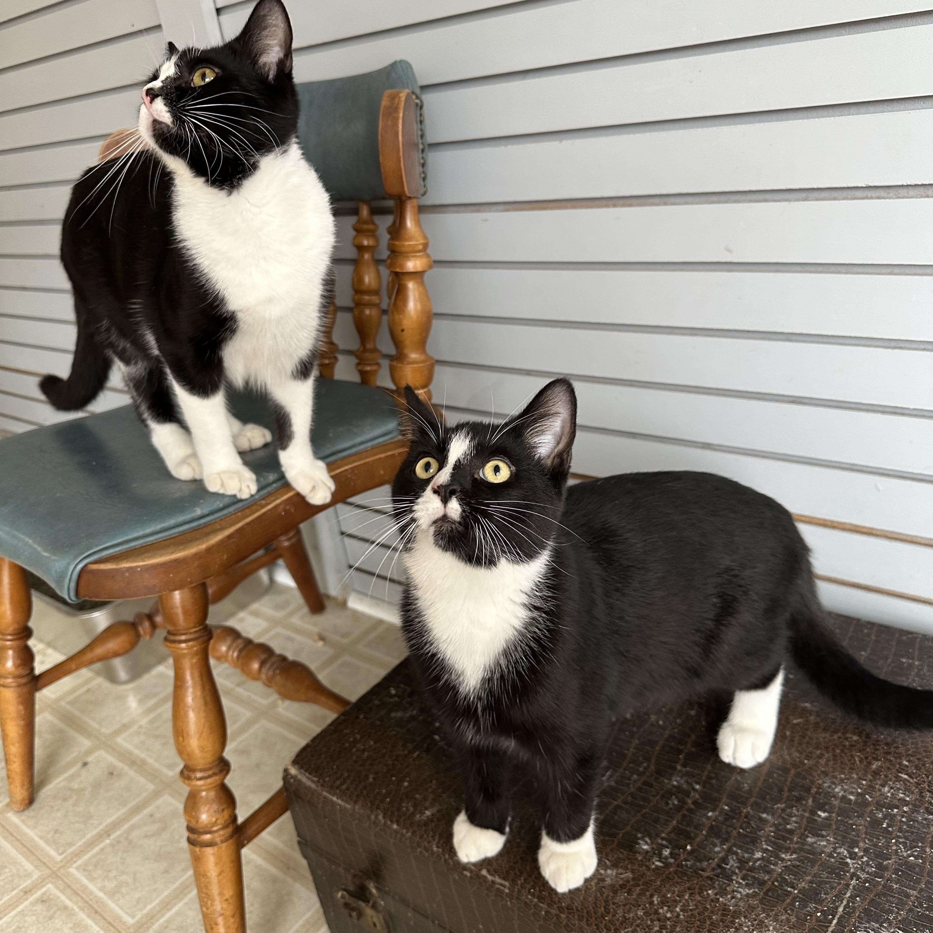 Enlarge Basil, a Adoptable Domestic Short Hair in Coldwater, MI image 2/5