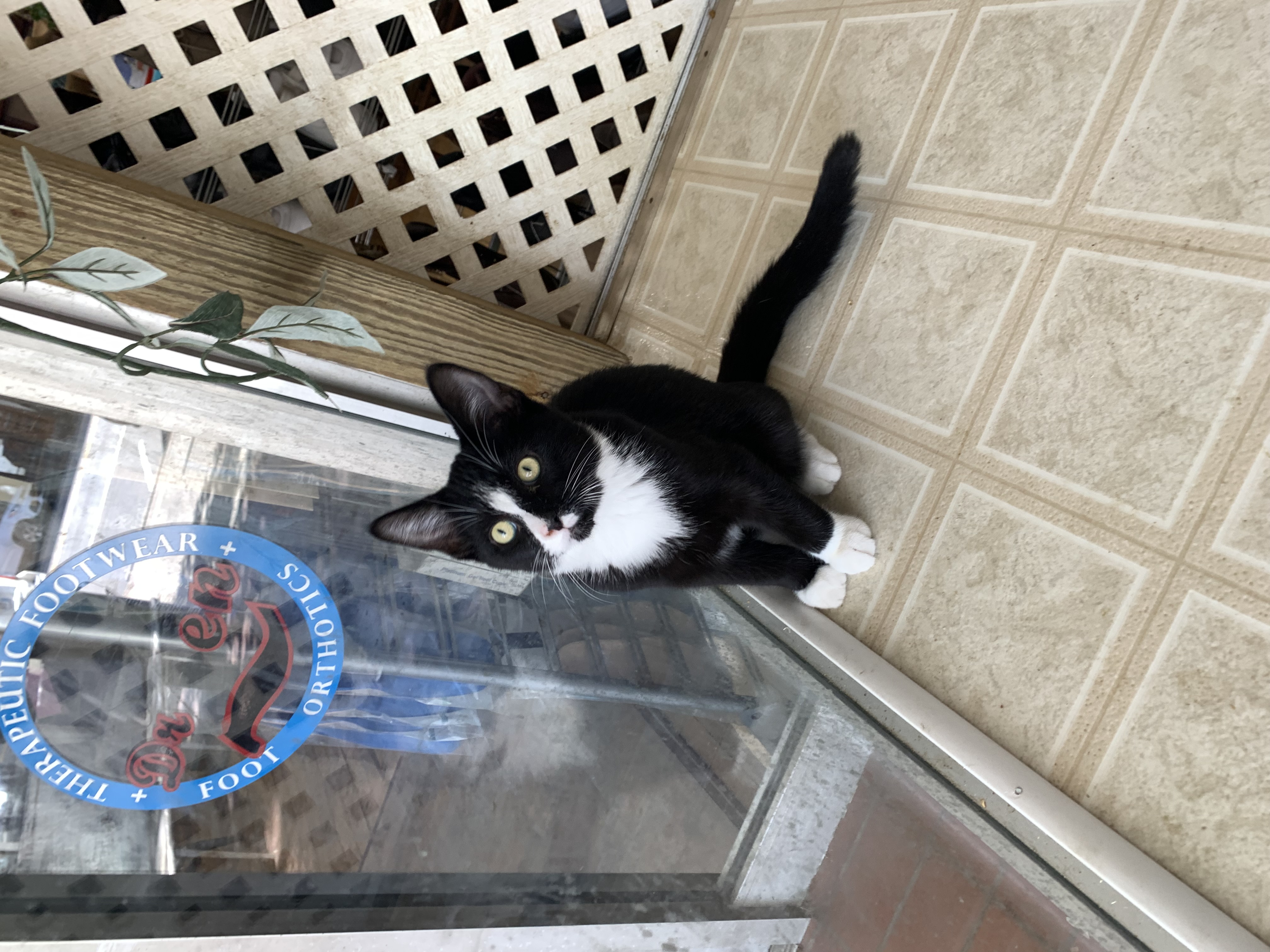 Enlarge Basil, a Adoptable Domestic Short Hair in Coldwater, MI image 5/5