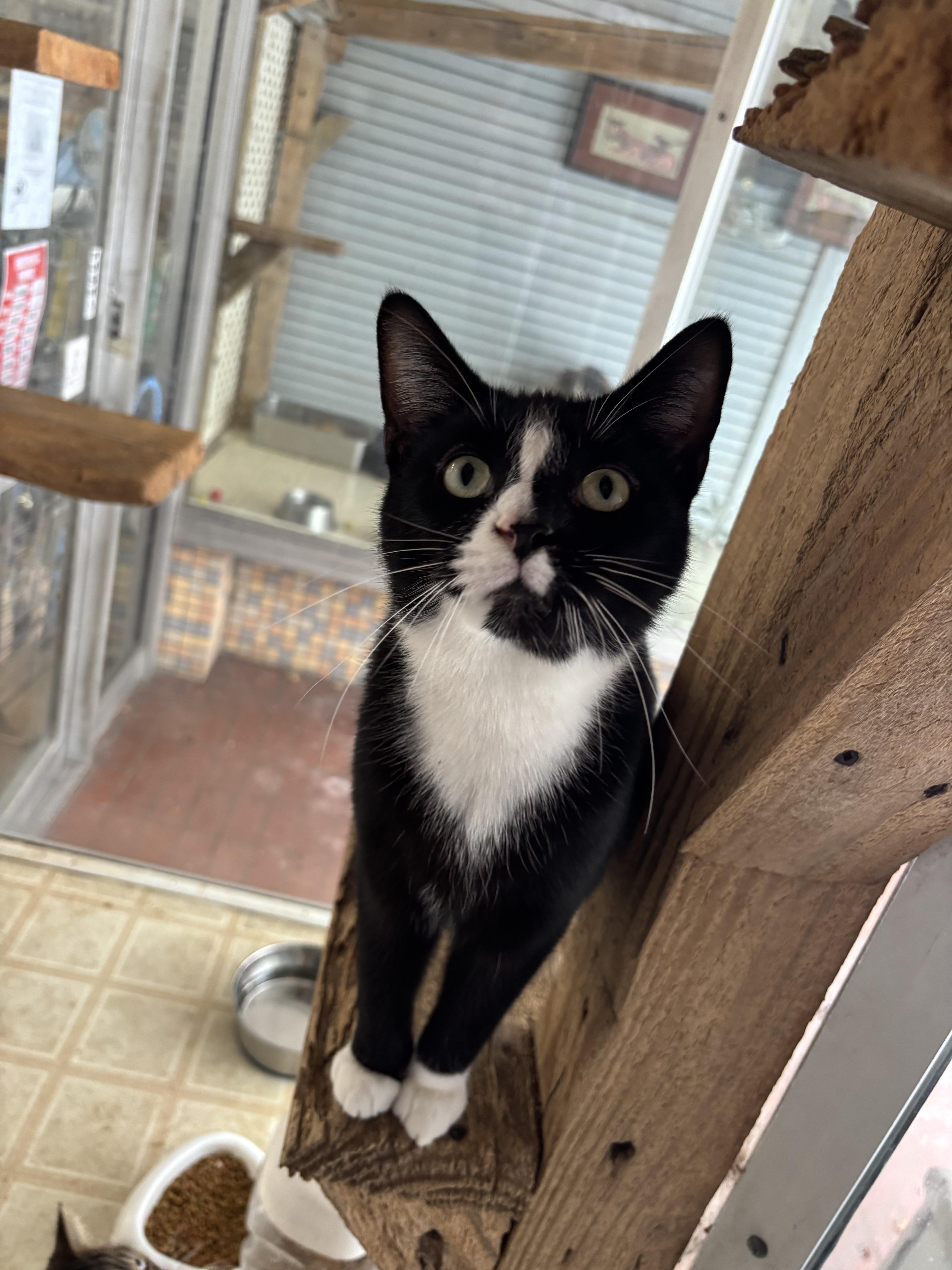 Enlarge Basil, a Adoptable Domestic Short Hair in Coldwater, MI image 3/5