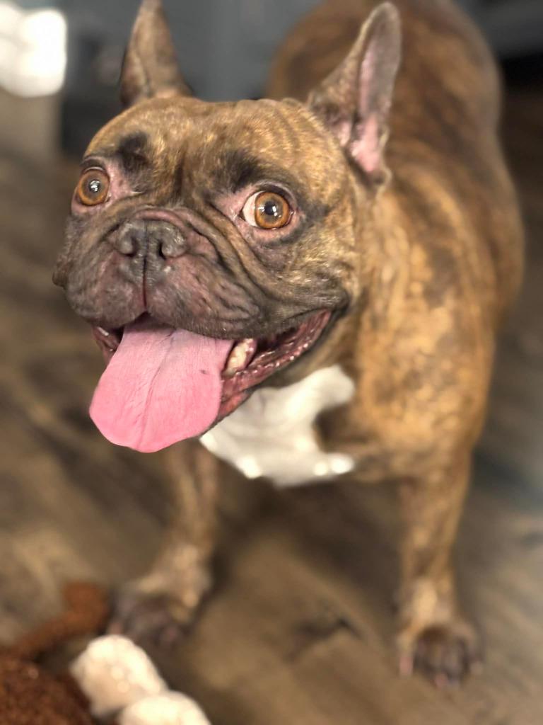 Enlarge Francine, a Adoptable French Bulldog in Toronto, ON image 1/1