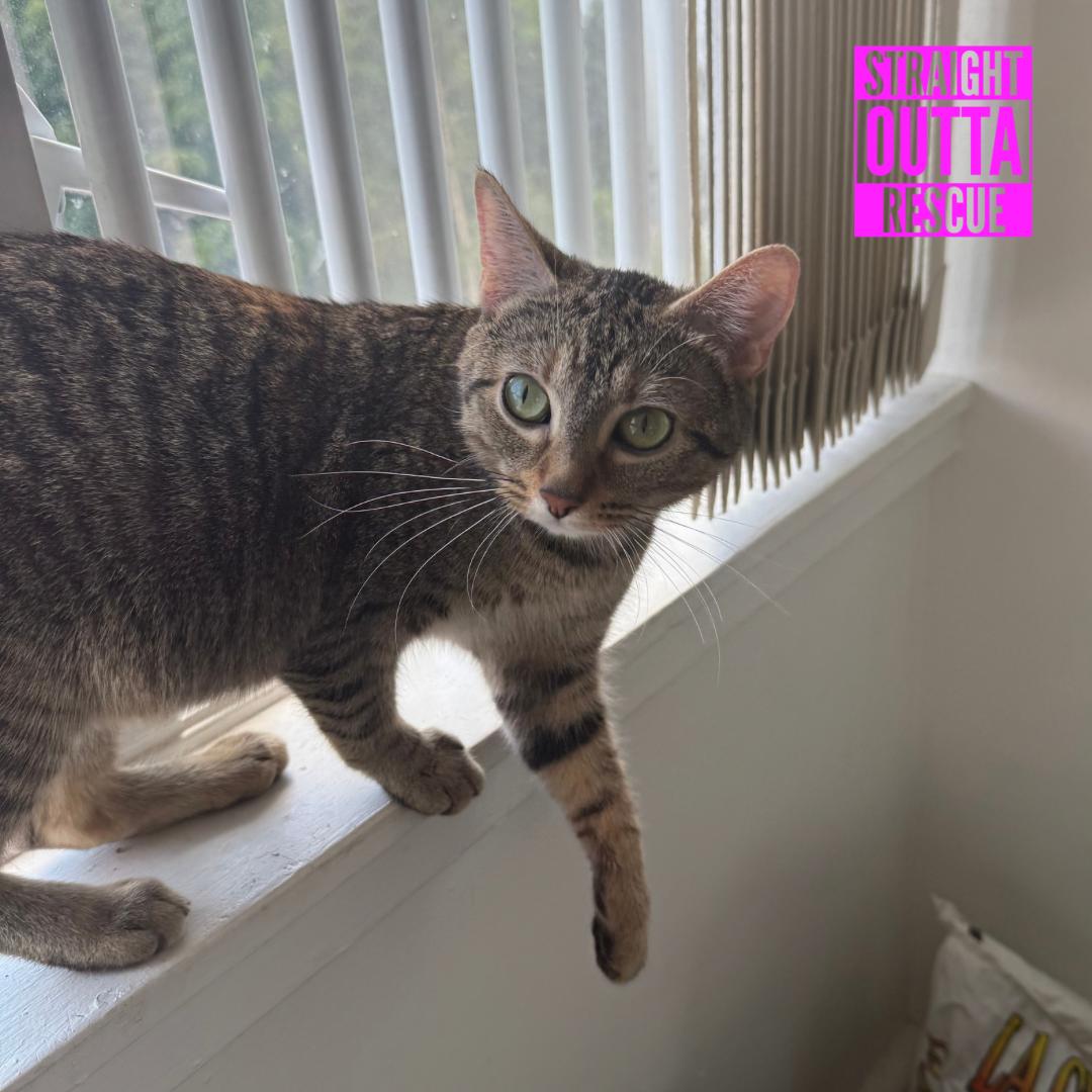 Dolly Purrton, an adopted Domestic Short Hair in Vancouver, BC image 4/4