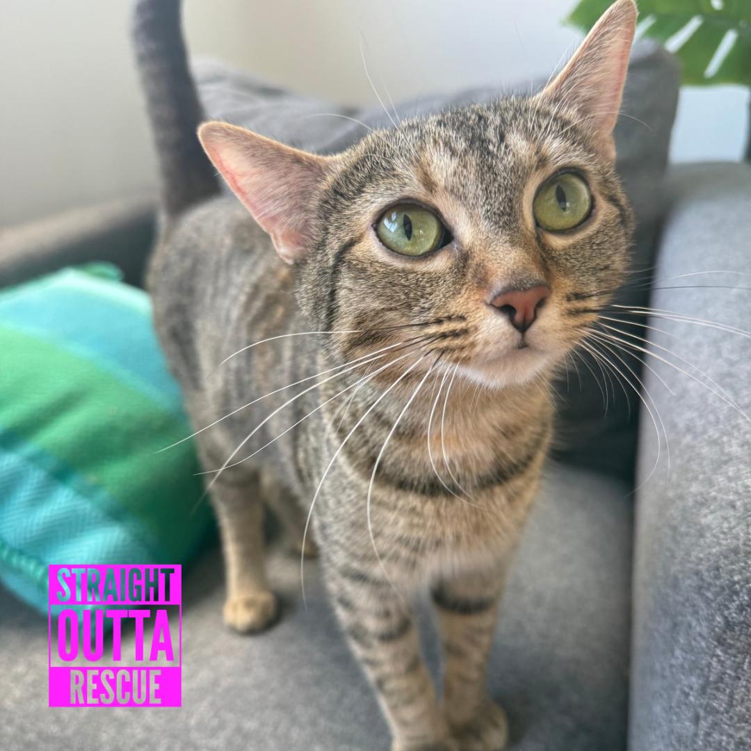 Dolly Purrton, adopted, Young Female Domestic Short Hair.